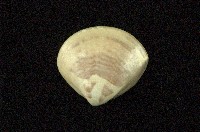 藏品(普通文蛤)的圖片